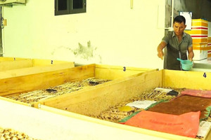 Anh nông dân vùng rốn lũ nuôi côn trùng 'bé hạt tiêu', kỹ thuật đơn giản nhưng mỗi tháng lãi đều 20 triệu