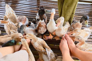 Bà chủ miệt vườn mở dịch vụ massage miễn phí với 30 nhân viên đặc biệt, khiến du khách vừa nhột vừa thích