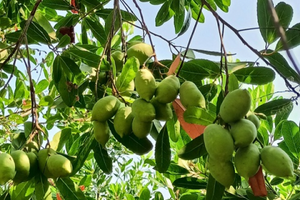 Loại quả chua chát từng không ai ngó, giờ được coi là đặc sản phố thị: Hương vị lạ, giá bất ngờ