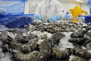 Việt Nam sở hữu 'sản vật tỷ đô' được châu Âu săn lùng không ngớt: Mang về 376 triệu USD từ đầu năm