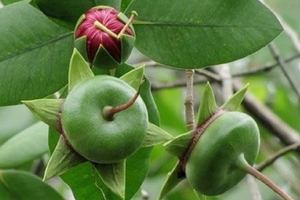 Loại quả mang cái tên nghe thì 'nghèo', xưa bị bỏ quên nay hóa đặc sản, giá 120.000 đồng/kg