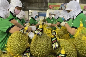 Kim ngạch xuất khẩu rau quả Việt Nam cao chưa từng có