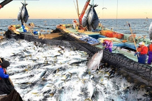 Sinh kế hàng trăm nghìn người dân bị ảnh hưởng vì Mỹ từ chối 12 nghề cá, Bộ Ngoại giao lên tiếng