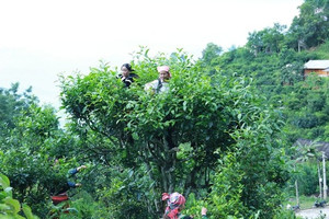 Báu vật mọc giữa rừng sâu, mỗi lần thu hoạch lại 'đu đỉnh', giúp nông dân Lào Cai thu nửa triệu/ngày