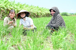 Nông dân An Giang trồng loại rau dân dã trên bờ bao hoang hóa, cứ 3 ngày 'hái tiền' một lần, lãi cả trăm triệu mỗi năm