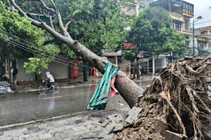 Bí thư thôn ở Thanh Hóa tham gia chống bão bị cây đè tử vong