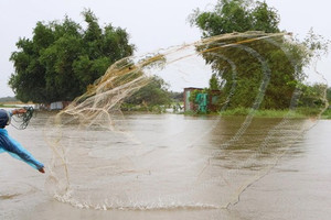 Người dân Đà Nẵng đội mưa đi săn 'lộc trời' sau bão Bualoi, đặc sản vừa kéo lên đã bán sạch trong 15 phút
