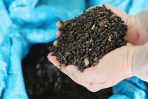 Thị trường hồ tiêu: Xuất khẩu Việt Nam đạt giá trị kỷ lục dù lượng thấp nhất 8 năm