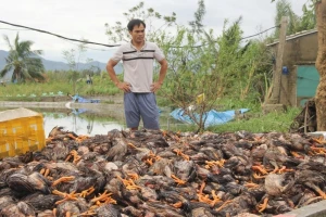 Hàng vạn con gà chết trong chuồng do mưa bão, nhiều chủ trại trắng tay