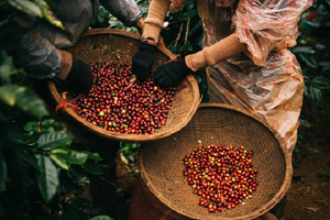 Xuất khẩu 'hạt vàng' lập kỷ lục mang về cho Việt Nam gần 7 tỷ USD trong 9 tháng, cơ hội lớn từ Mỹ - châu Âu