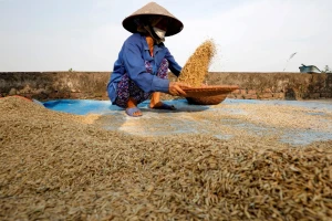 Bán ra nhiều, mua về còn nhiều hơn: Việt Nam trở thành quốc gia nhập khẩu gạo lớn thứ 2 thế giới