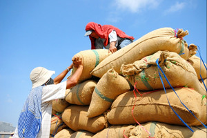 Tại sao Việt Nam xuất khẩu gạo hàng đầu nhưng vẫn chi 1,5 tỷ USD cho nhập khẩu?