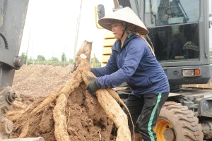 Biến cây mọc dại thành ‘vàng trắng’, người nông dân thu 3,6 tỷ đồng/năm