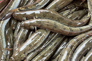 Thứ từng bị coi là 'của nhà nghèo' nay đã thành đặc sản giá tới 700.000 đồng/kg, nhà giàu mê như điếu đổ