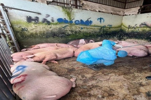 Phát hiện 89 con heo dương tính với chất tạo nạc bị cấm giữa 'thủ phủ chăn nuôi'