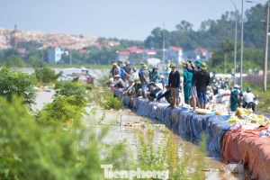 Căng mình giữ đê Đẩu Hàn giữa mưa lũ ở Bắc Ninh
