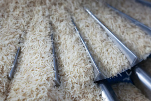 Quốc gia Đông Nam Á ngừng nhập khẩu, giá gạo rơi xuống đáy 10 năm
