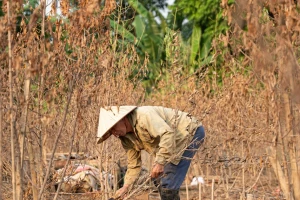 Đào Nhật Tân chết khô chết héo