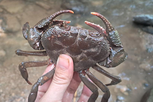 Đặc sản ngọt thịt, đắt đỏ nhưng có tiền chưa chắc mua được, dân sành ăn săn lùng đỏ mắt