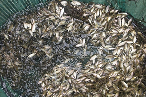 Loại đặc sản mỗi năm chỉ xuất hiện một mùa: Xưa rẻ bèo, nay được dân thành phố săn lùng 120.000 đồng/kg