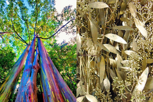 Loại cây lá có thể 'mọc' ra vàng, đang được trồng phổ biến ở Việt Nam