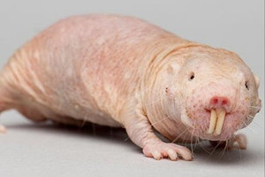 Phát hiện enzyme tự sửa chữa DNA của một loài chuột, mở ra hy vọng giúp con người trường thọ