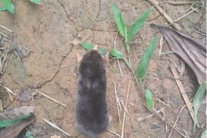 Phát hiện loài chuột chũi mới tại Thanh Hoá