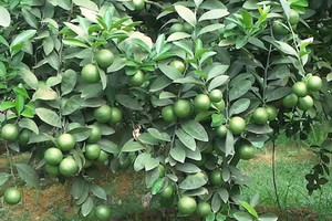 Nông dân Tuyên Quang trồng loại cây gây 'ứa nước miếng' trên đất đồi cằn cỗi, ai ngờ mang về doanh thu hơn 1 tỷ đồng/năm