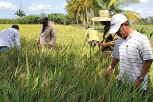 Loại cây mang về 'hộ chiếu' uy tín cho Việt Nam khiến Tổng Bí thư Tô Lâm tự hào