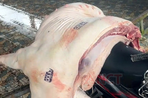 Tiêu hủy gần 1 tấn thịt lợn nhiễm tả lợn châu Phi tại Cần Thơ, có mẫu dính virus vẫn được đóng dấu kiểm dịch, tuồn ra chợ bán