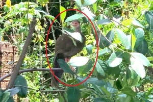 Thấy con vật có hình thù lạ trong vườn, không ngờ là loài trong Sách Đỏ