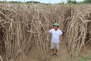 Bão Bualoi gây ngập khiến 400ha mía chết trắng sau 72 giờ, nông dân tuyệt vọng cầu cứu chính quyền