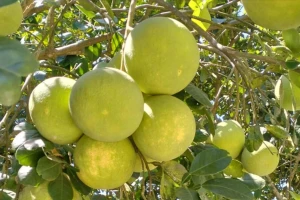 Huế vào mùa quả ngọt thanh, ruột giòn, hương thơm không nơi nào có