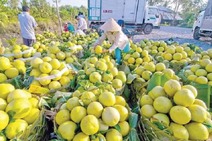 Trung Quốc siêu mê loại quả này của Việt Nam: Xuất khẩu thu hơn 205 triệu USD chỉ sau 8 tháng, khẳng định vị thế 'vua trái cây'