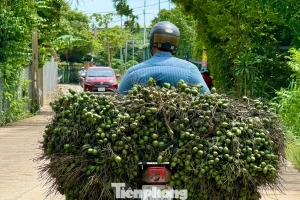 Cau rớt giá thảm hại vì thương lái Trung Quốc bất ngờ 'quay xe'