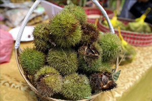 'Vua của trái cây khô' đang vào mùa, bổ dưỡng được ví như nhân sâm của mùa thu, giá chỉ hơn 50.000 đồng/kg