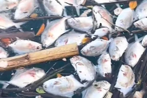 Cá chết hàng loạt chưa rõ nguyên nhân ở đặc khu Vân Đồn
