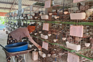 Con đi du học về dạy bố cách nuôi thứ chim 'đẻ sòn sòn', nông dân Hải Phòng đút túi nửa tỷ mỗi năm