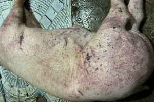 Kinh hoàng: Vợ chồng ở Hà Nội thu mua hơn 700 con lợn chết nhiễm dịch tả bán cho bếp ăn công ty