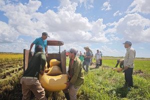 Khám phá gen ẩn giúp nuôi sống hàng tỷ người trong tương lai