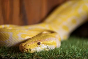 Phát hiện bất ngờ về nước tiểu của rắn