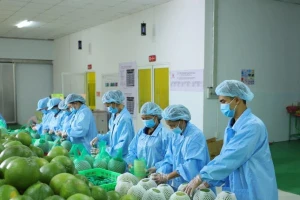 Động lực giúp xuất khẩu rau quả ngược dòng cán mốc kỷ lục