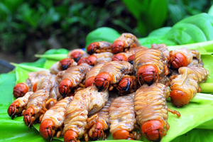 Săn 'lộc trời' từ lòng đất: Đặc sản nhìn 'sợ khiếp vía', giá 350.000 đồng/kg vẫn được dân sành ăn săn lùng