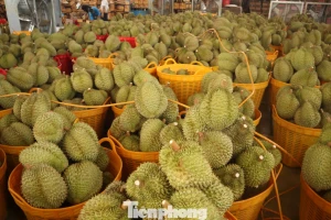 Sầu riêng Đắk Lắk rớt giá mạnh, thương lái dừng mua