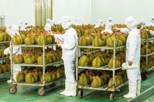 Cục Trồng trọt lên tiếng việc 'tắc' gần 2.000 container sầu riêng
