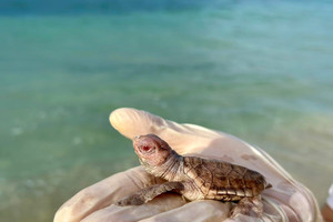 'Thủ phủ rùa biển' của Việt Nam đón tin vui