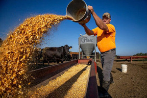 Cái giá của thương chiến: Vừa 'mất trắng' vì Trung Quốc, một mặt hàng nông nghiệp khác lại khiến nông dân Mỹ điêu đứng