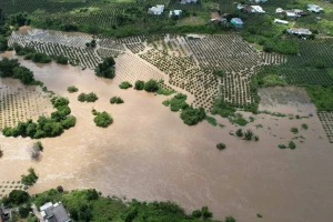 'Chưa năm nào nước dâng nhanh như lần này', người dân mất trắng thanh long