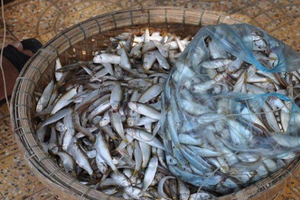 Loài cá nhỏ này từng bị xem là 'vô giá trị' nay hóa đặc sản nức tiếng, phơi khô bán 180.000 đồng/kg vẫn cháy hàng