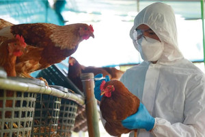 Chuyên gia cảnh báo nguy cơ hình thành đại dịch từ cúm gia cầm